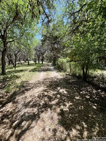 a view of a forest with trees