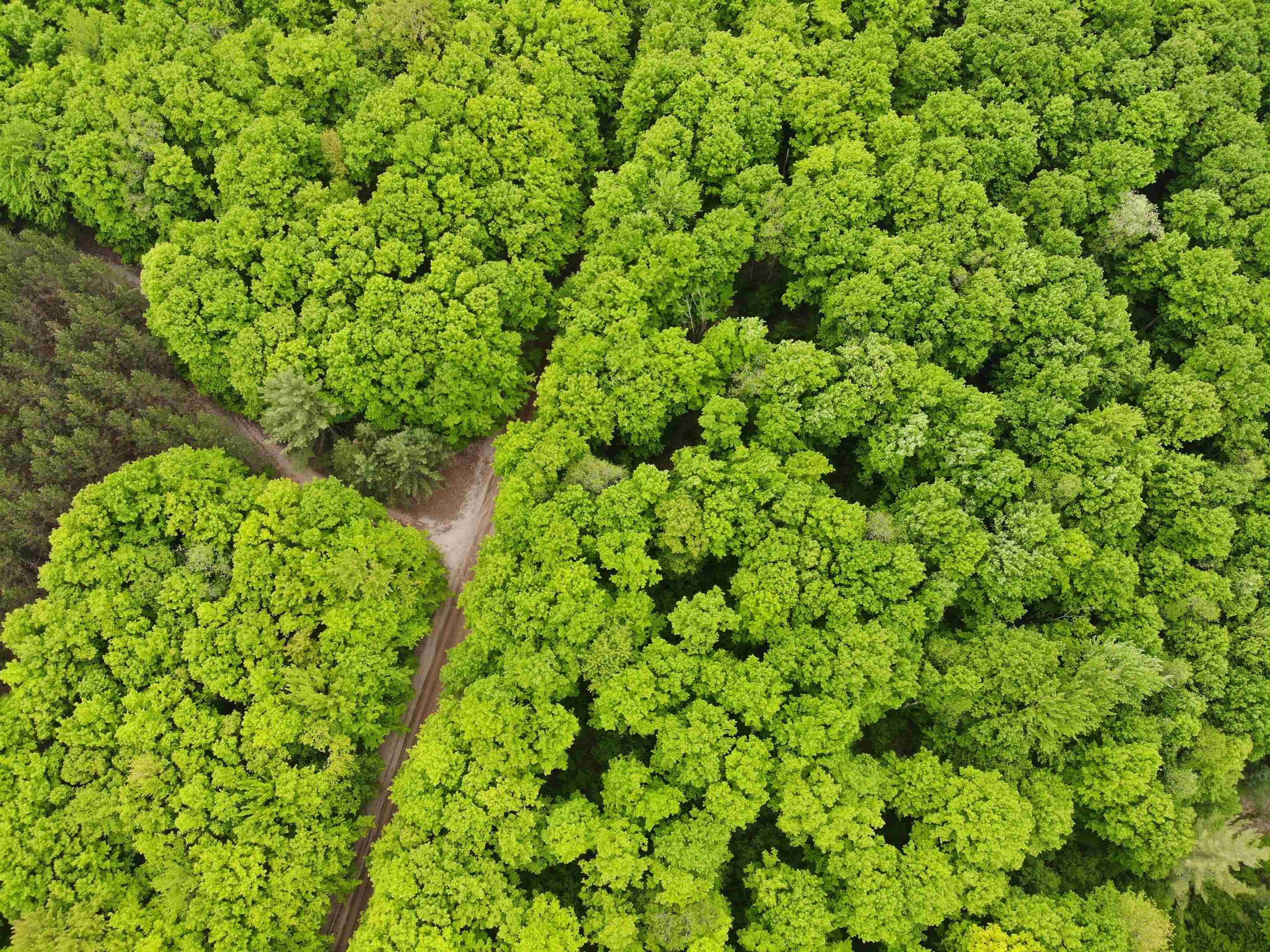 135 Montgomery Road Southwest South Boardman, MI 49680 - Photo 12 of 59