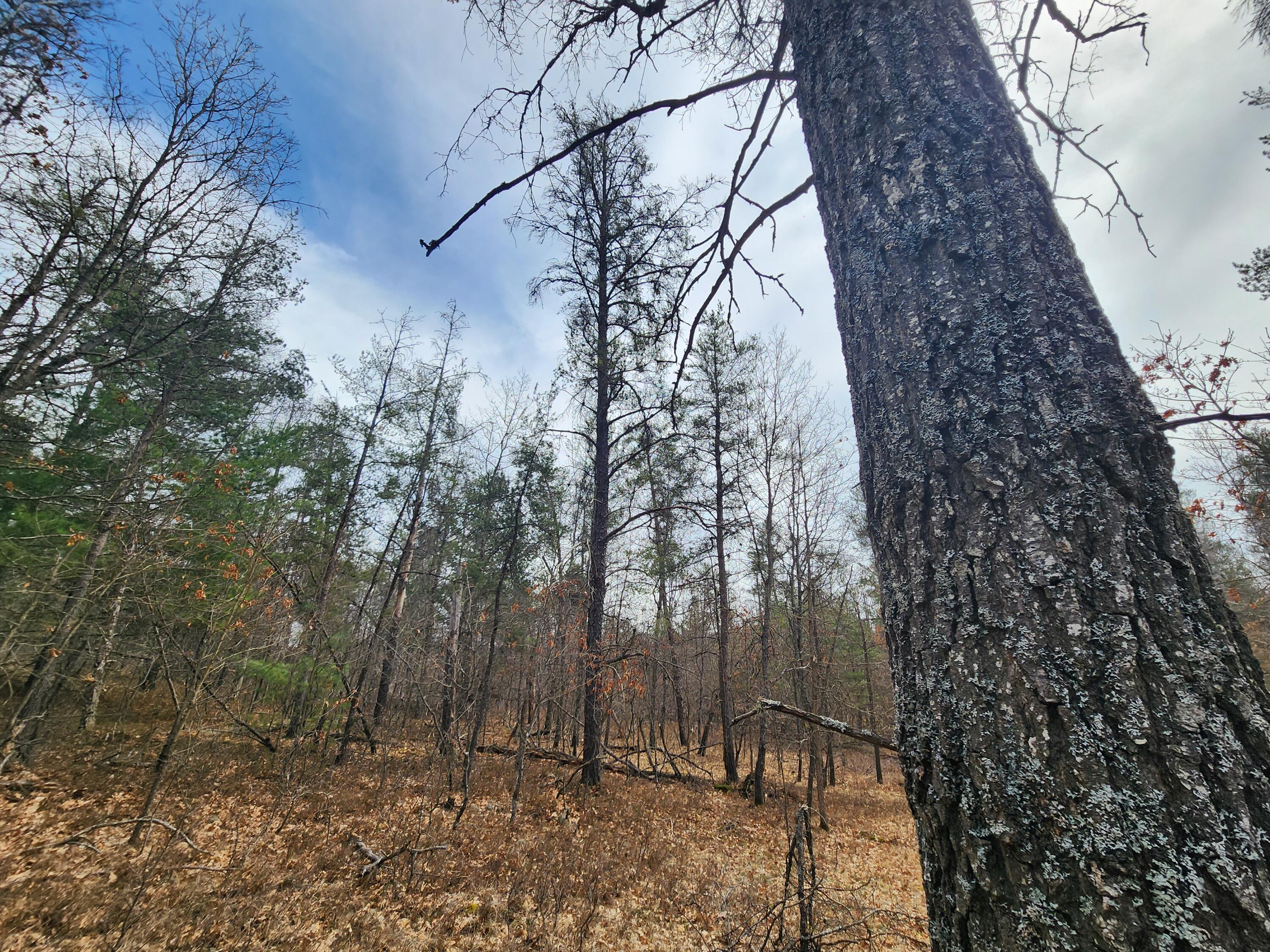 1531 Hardy Grade Road Curran, MI 48728 - Photo 25 of 42 Gallery Image 25