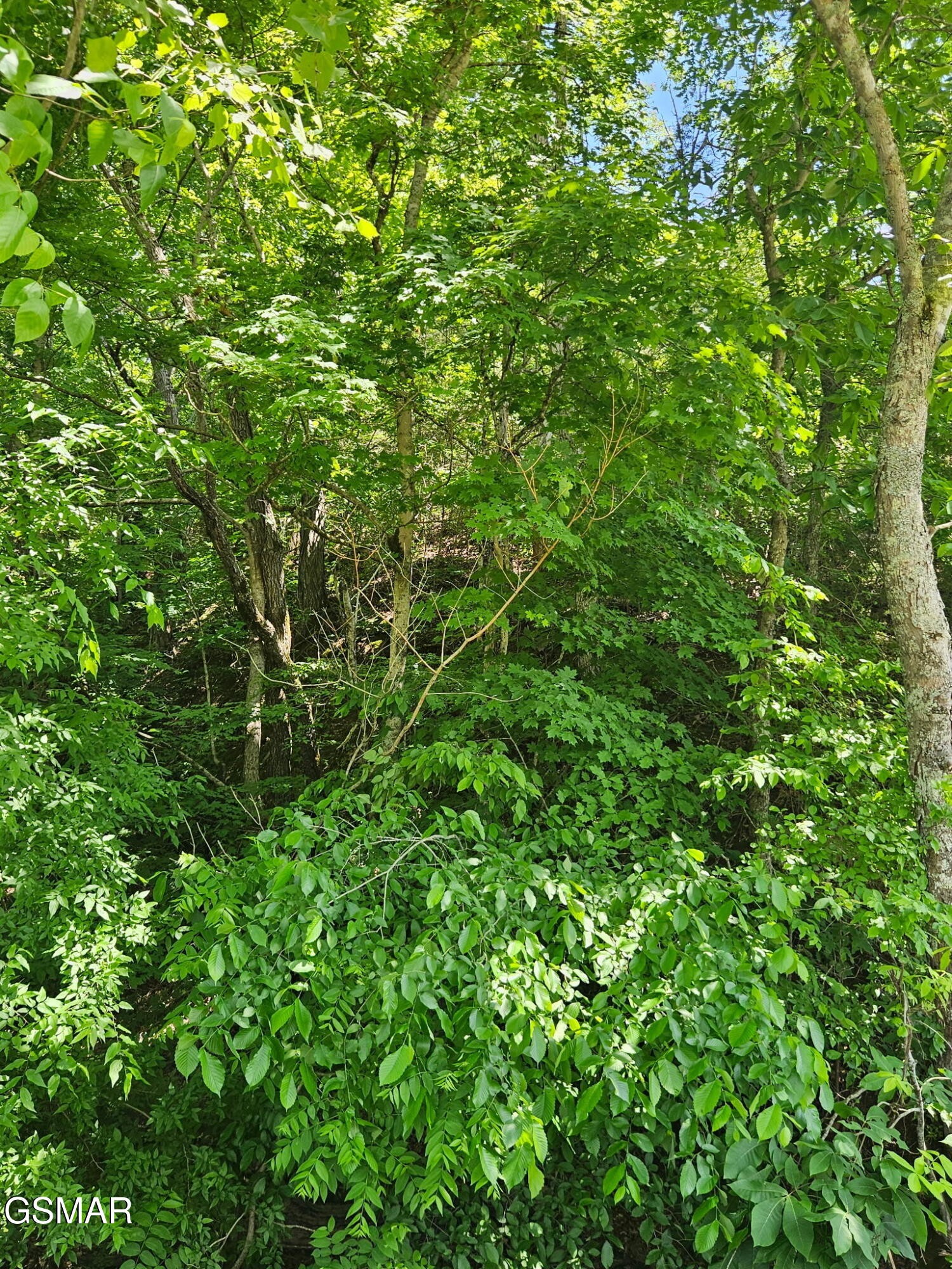 335 Oakwood Road Midway, TN 37809 - Photo 4 of 22