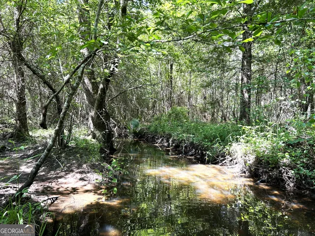 a backyard of a forest
