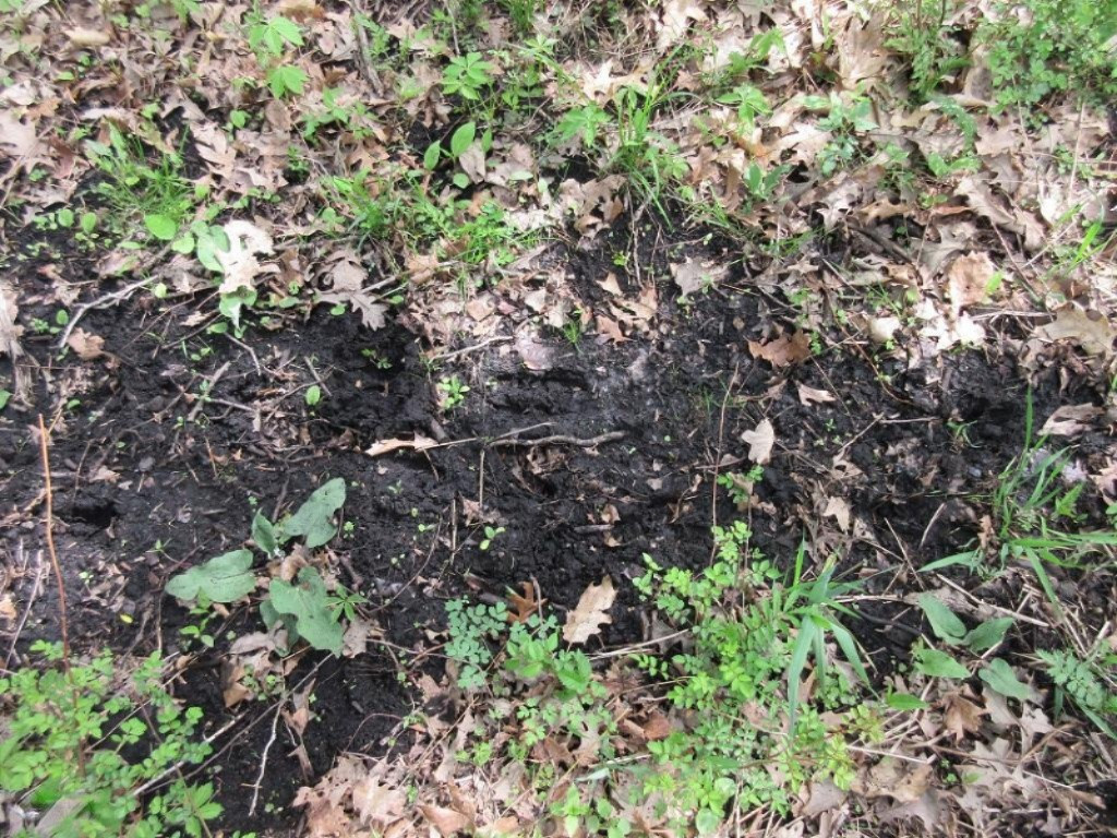 Parks Road Munith, MI 49259 - Photo 11 of 24 IMG_0822