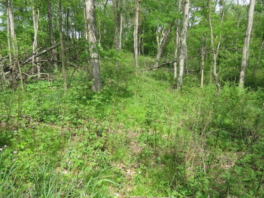 Parks Road Munith, MI 49259 - Photo 13 of 24 IMG_0830