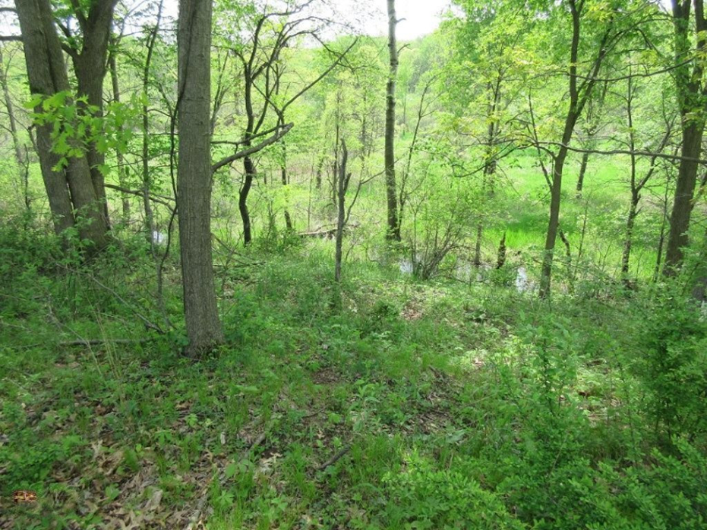 Parks Road Munith, MI 49259 - Photo 14 of 24 IMG_0832