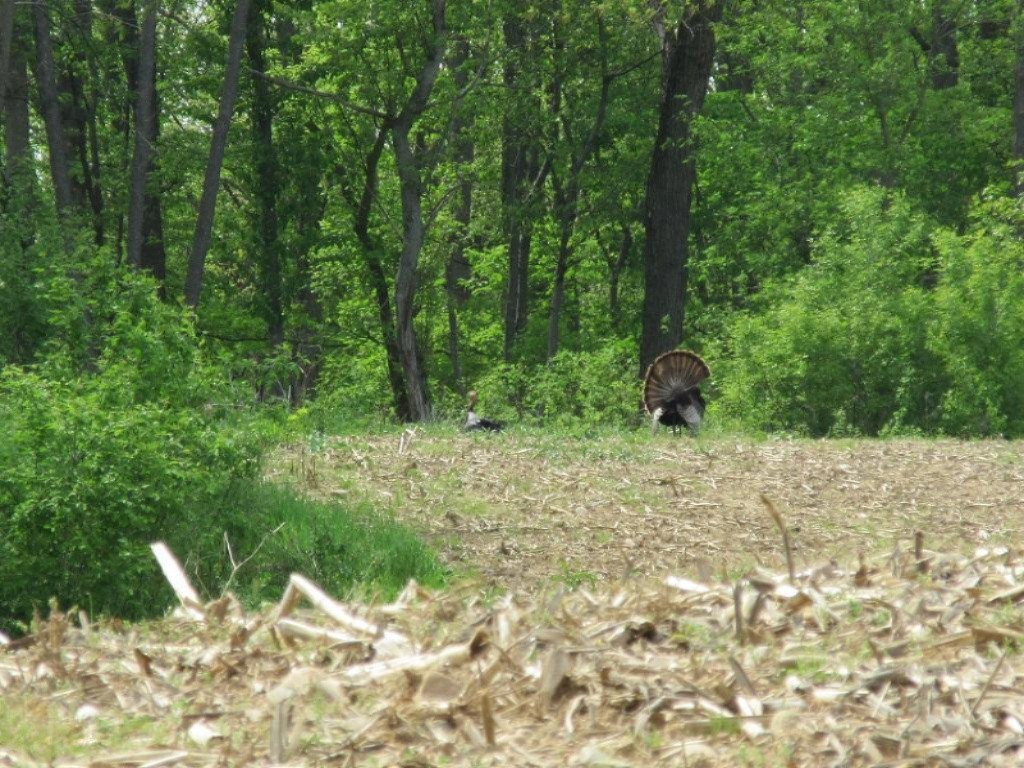 Parks Road Munith, MI 49259 - Photo 2 of 24 IMG_0809