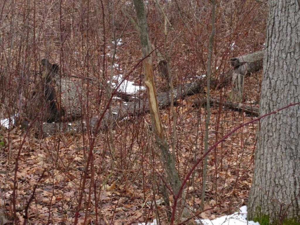 Parks Road Munith, MI 49259 - Photo 22 of 24 IMG_0124