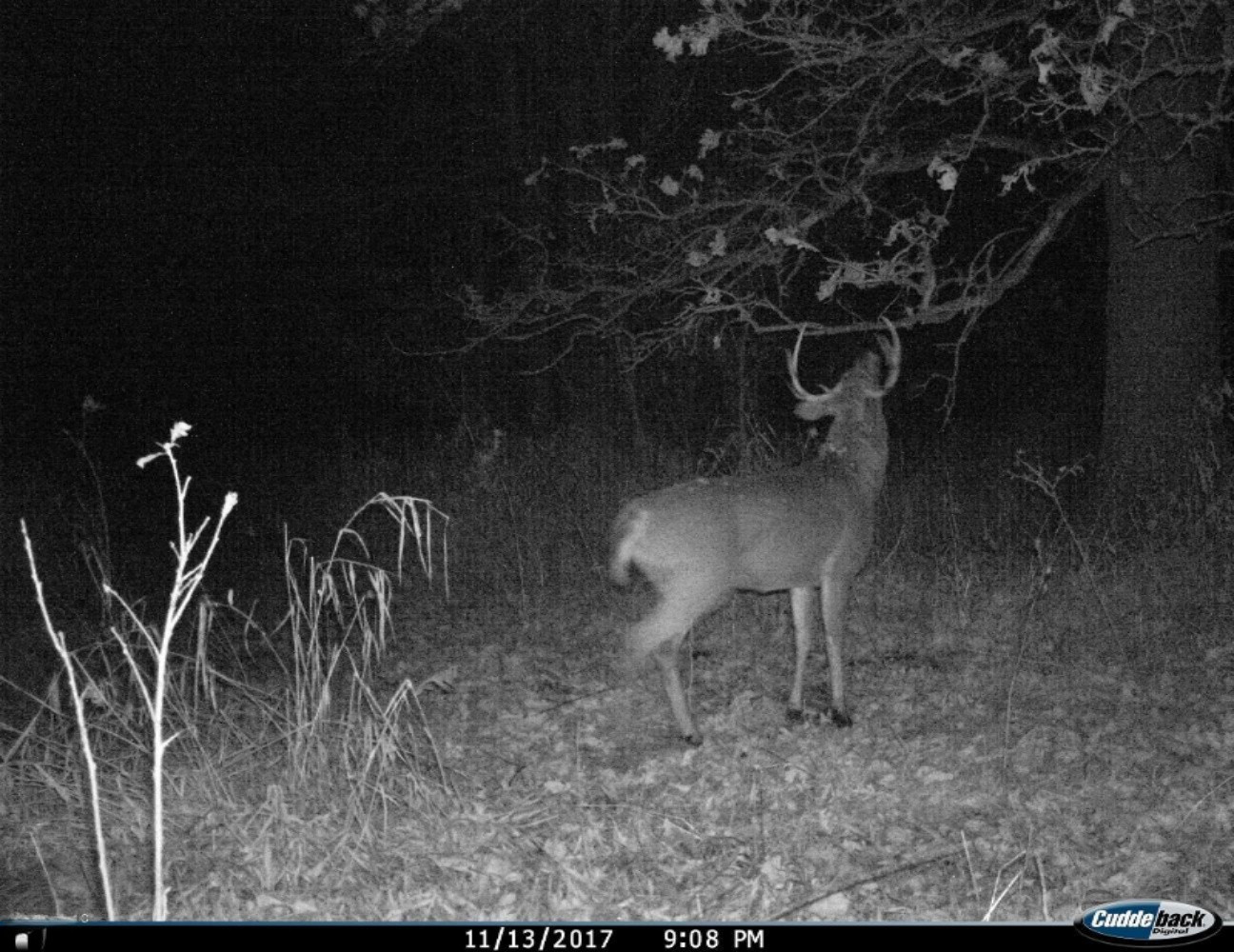 Parks Road Munith, MI 49259 - Photo 23 of 24 I__00063