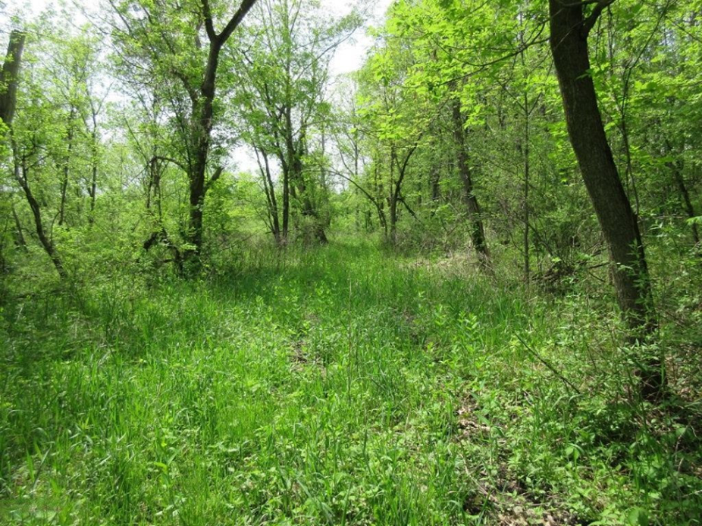 Parks Road Munith, MI 49259 - Photo 4 of 24 IMG_0811
