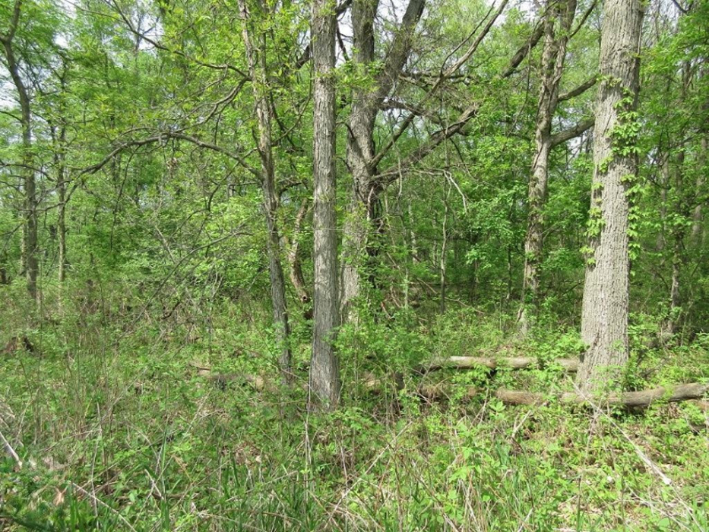 Parks Road Munith, MI 49259 - Photo 8 of 24 IMG_0818