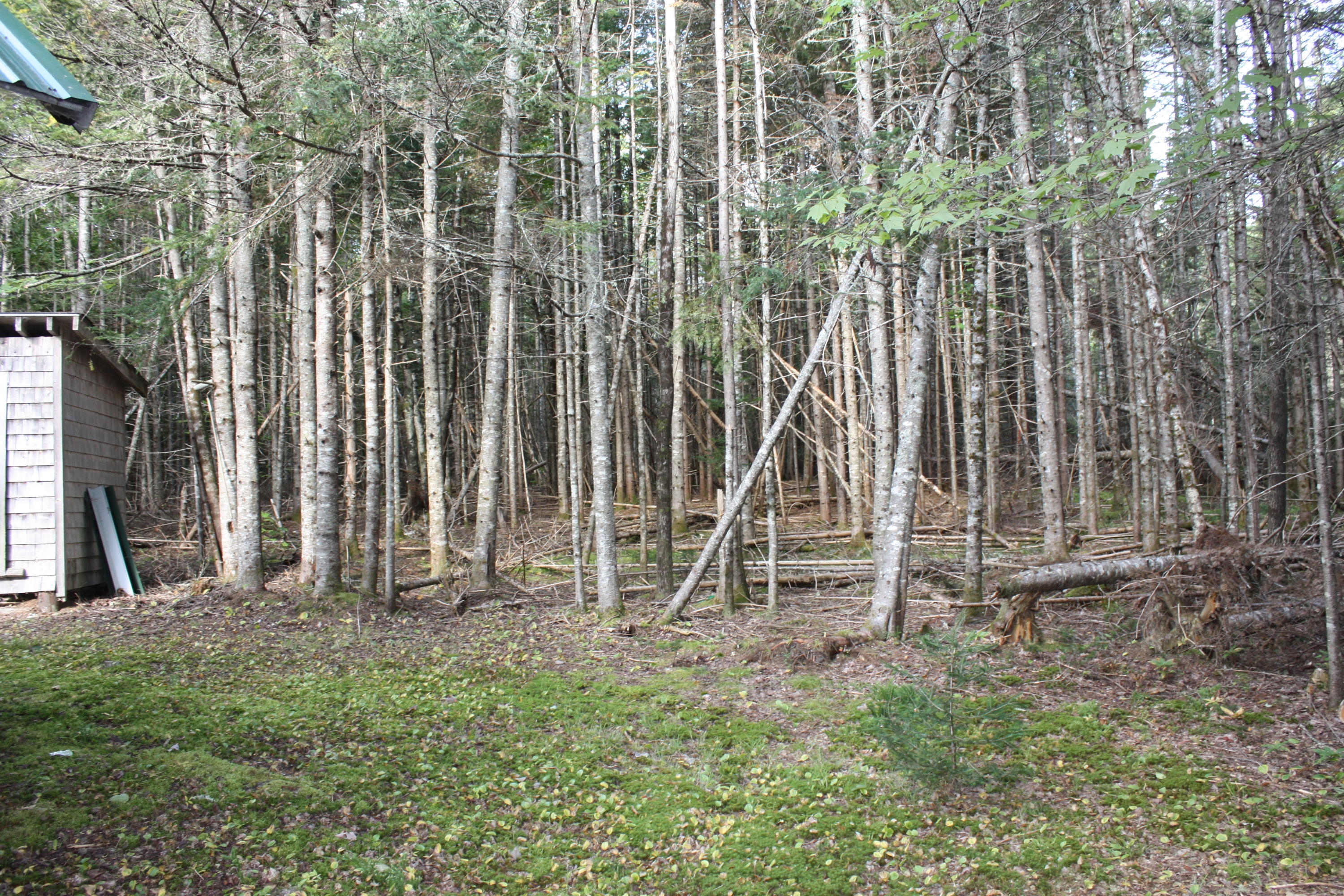 109 North Road Shirley Mills, ME 04485 - Photo 36 of 41 IMG_8378