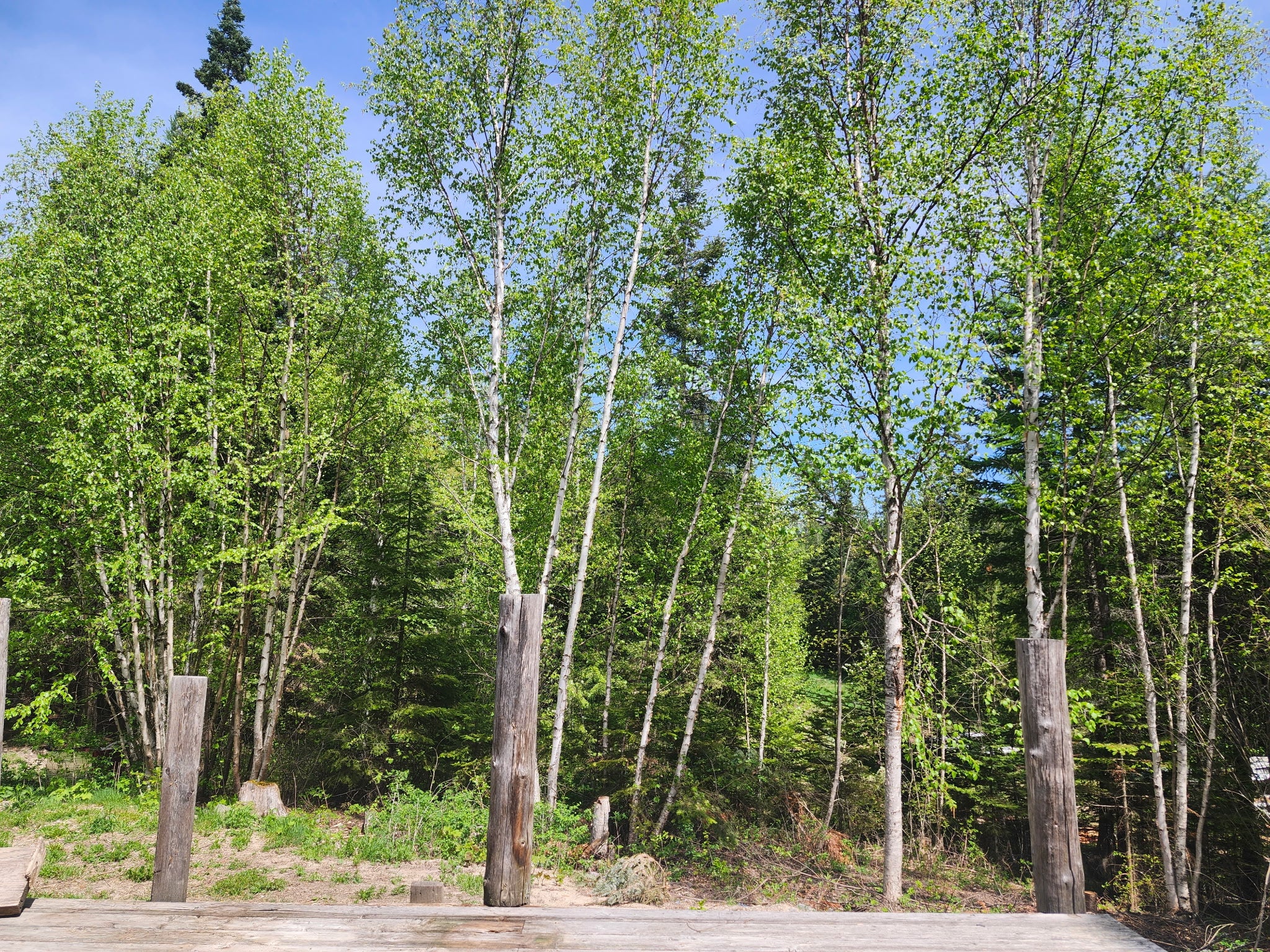 13376 Bug Creek Road Bigfork, MT 59911 - Photo 14 of 64 Gallery Image 14