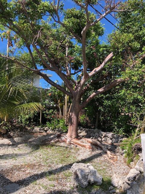 27352 Antigua Road Summerland Key, FL 33042 - Photo 22 of 24 Front yard