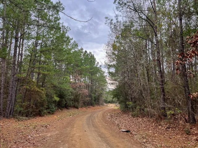 a view of a yard with plants and large trees