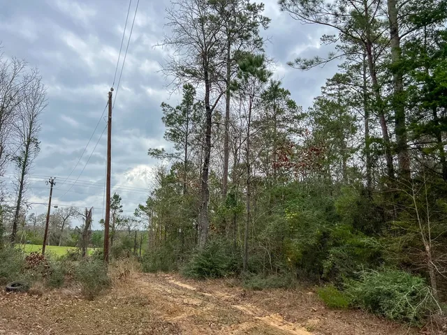 a view of a forest with lots of trees
