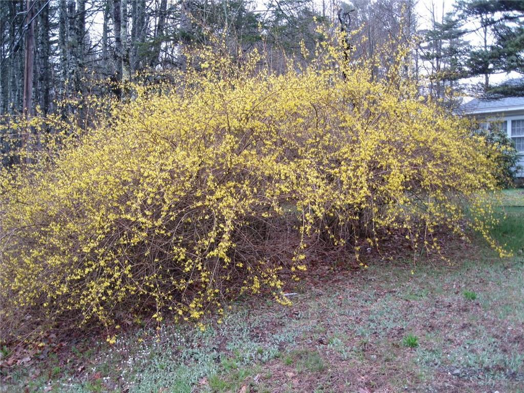 306 Augusta-Rockland Road Windsor, ME 04363 - Photo 32 of 34 Burning Bush.