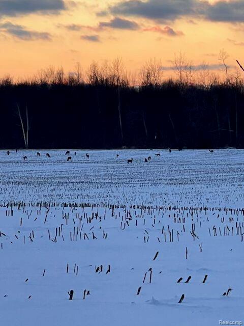 4502 Cemetery Road Kingston, MI 48741 - Photo 53 of 61 field of deer pic.jpeg