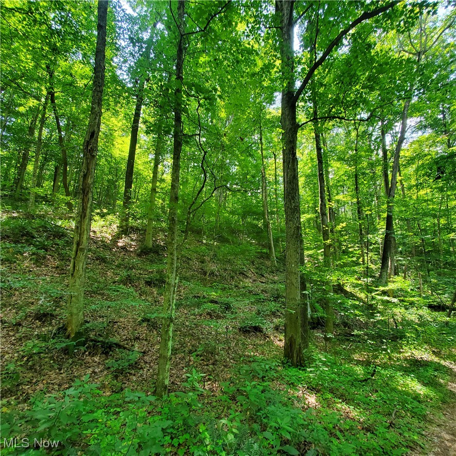 22 County Rt Street St. Marys, WV 26170 - Photo 22 of 27 View of wooded area