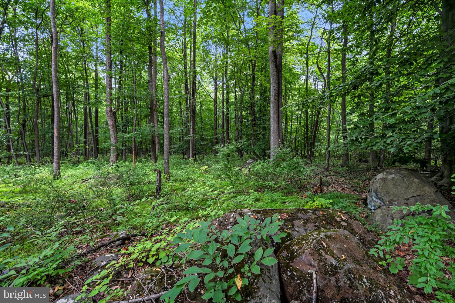 1464 Chestnut Ridge Road Upper Black Eddy, PA 18972 - Photo 32 of 32 10 acres of seclusion yet close to everything!