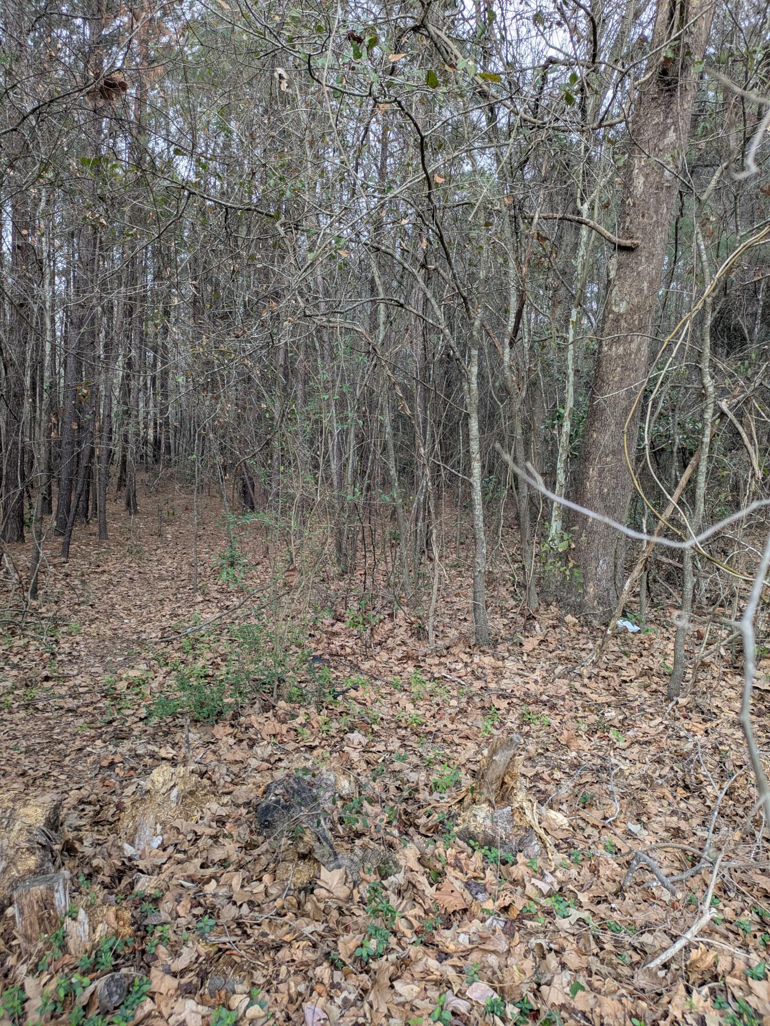 0 North Jefferies Boulevard Walterboro, SC 29488 - Photo 2 of 4 pic 1