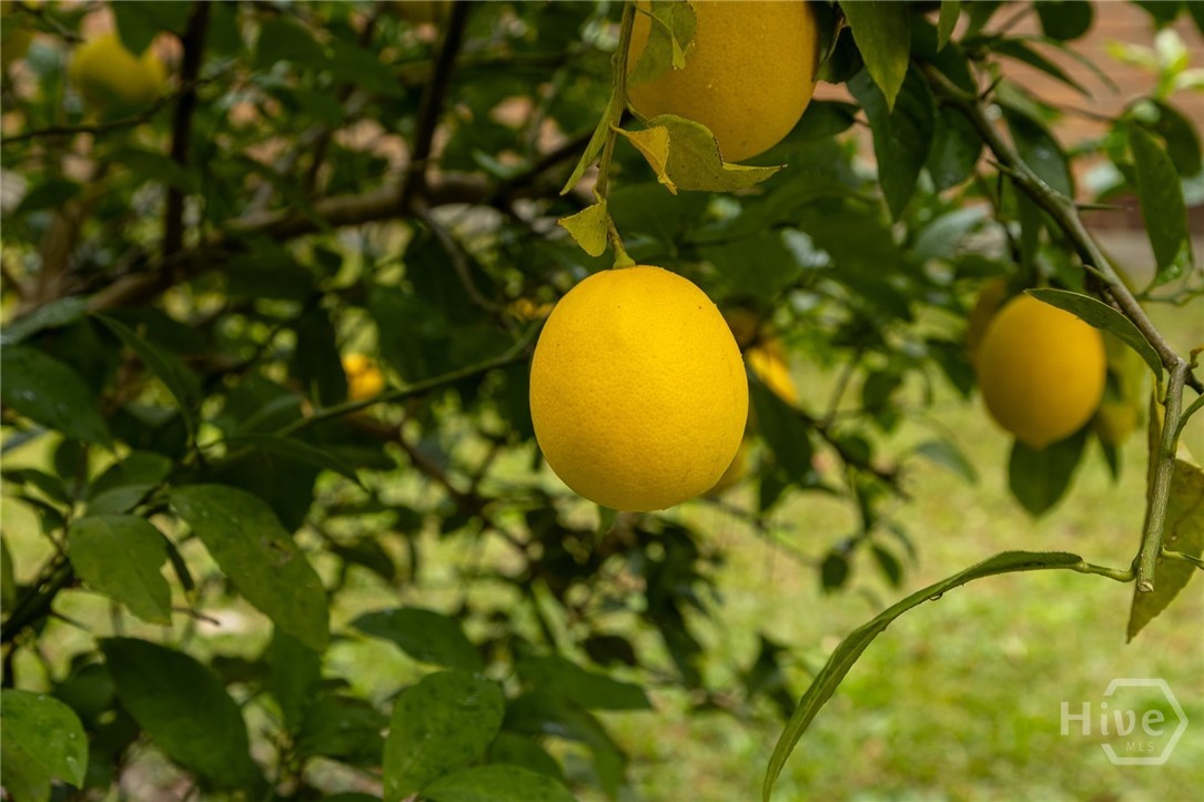 205 Whitehall Avenue Rincon, GA 31326 - Photo 4 of 5 Meyer Lemon Tree