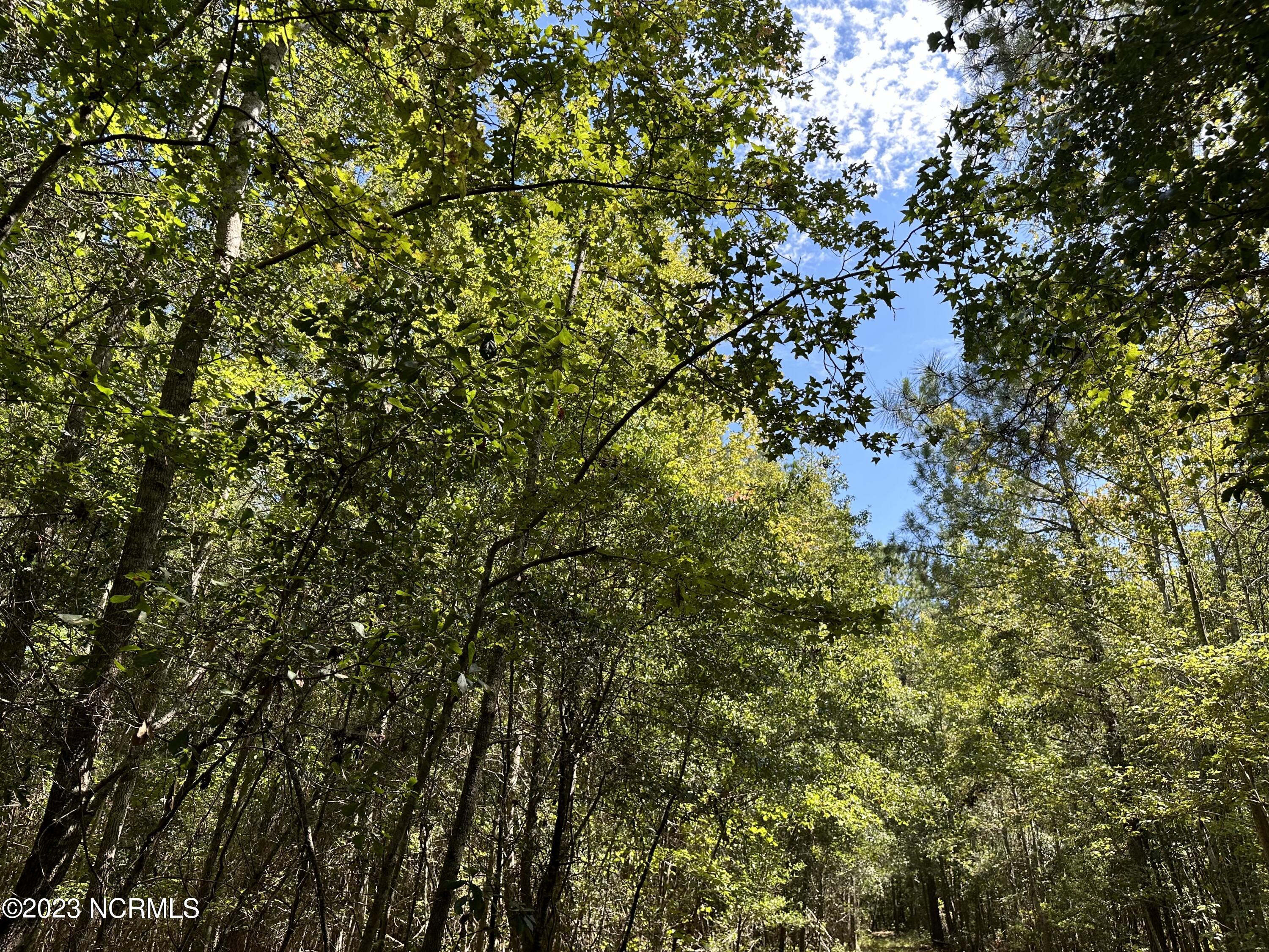 Off Macedonia Church Road Evergreen, NC 28438 - Photo 25 of 30 Image 23 (6)