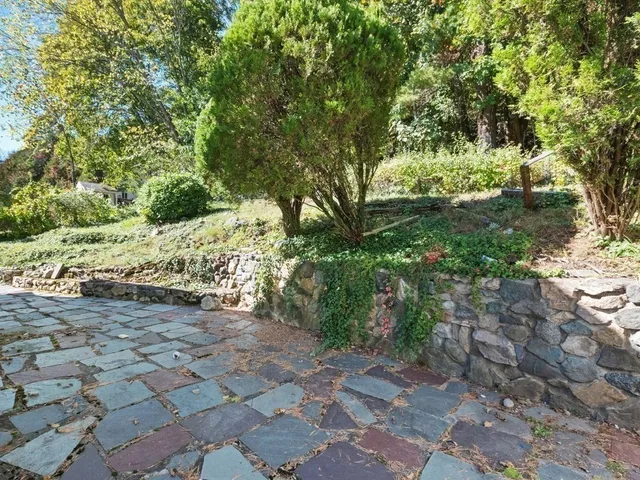 a view of a yard with plants and a large tree