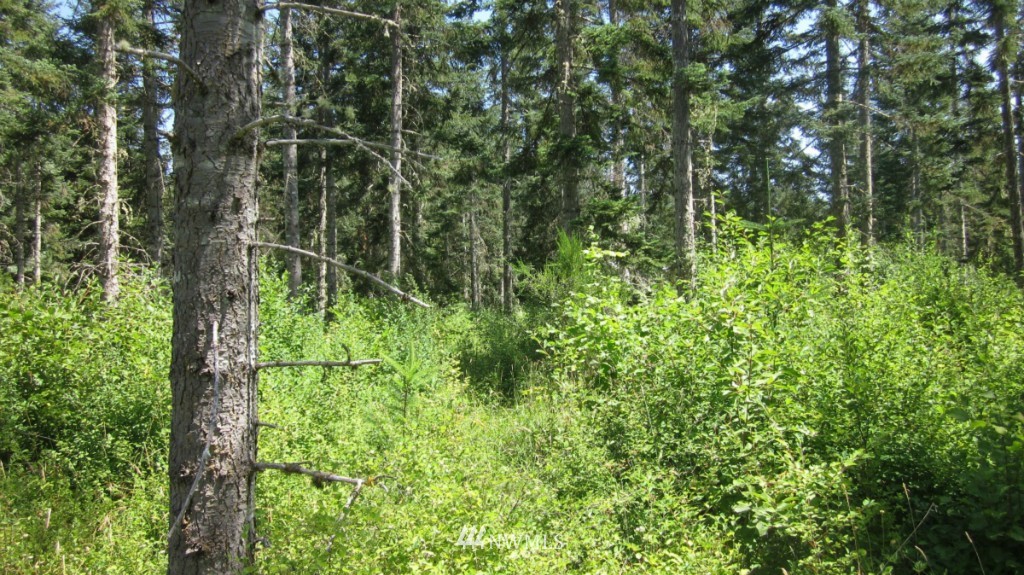 112 Brim Creek Road Vader, WA 98593 - Photo 13 of 25