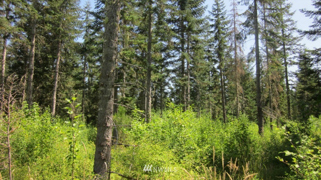 112 Brim Creek Road Vader, WA 98593 - Photo 14 of 25