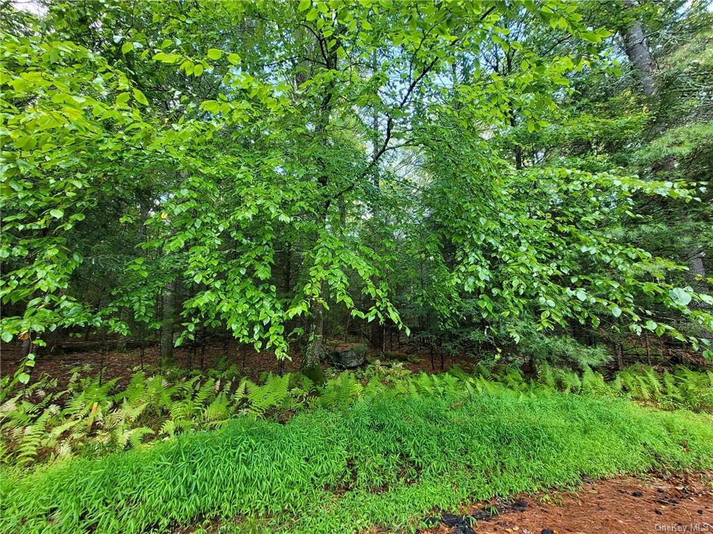 a view of a lush green space