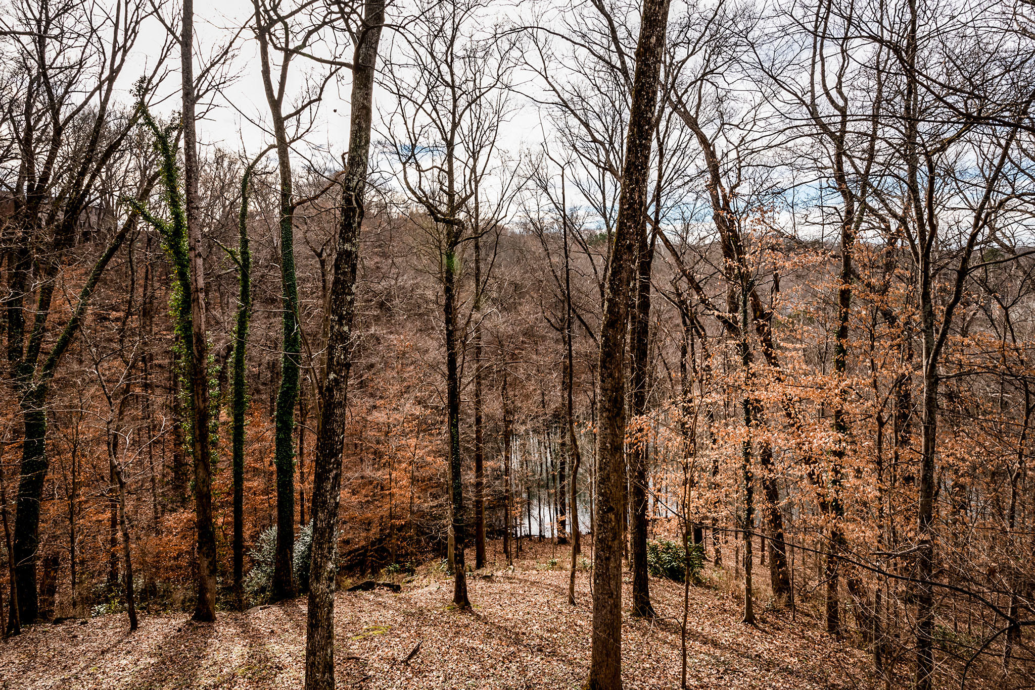 1533 Duncan Road Knoxville, TN 37919 - Photo 25 of 25 View to Crystal Lake