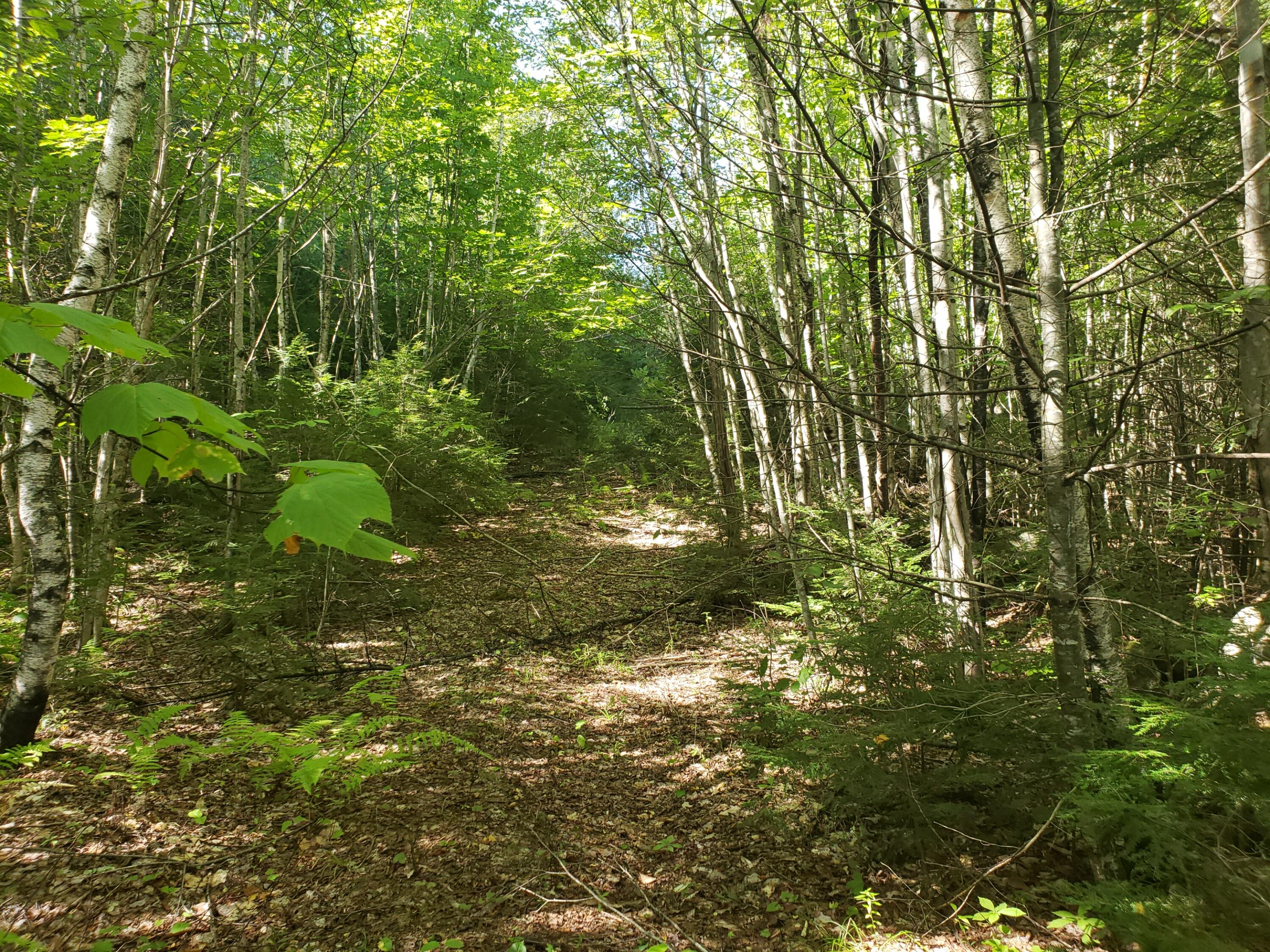 0 Off Mountain Stoneham, ME 04231 - Photo 21 of 32 tote road