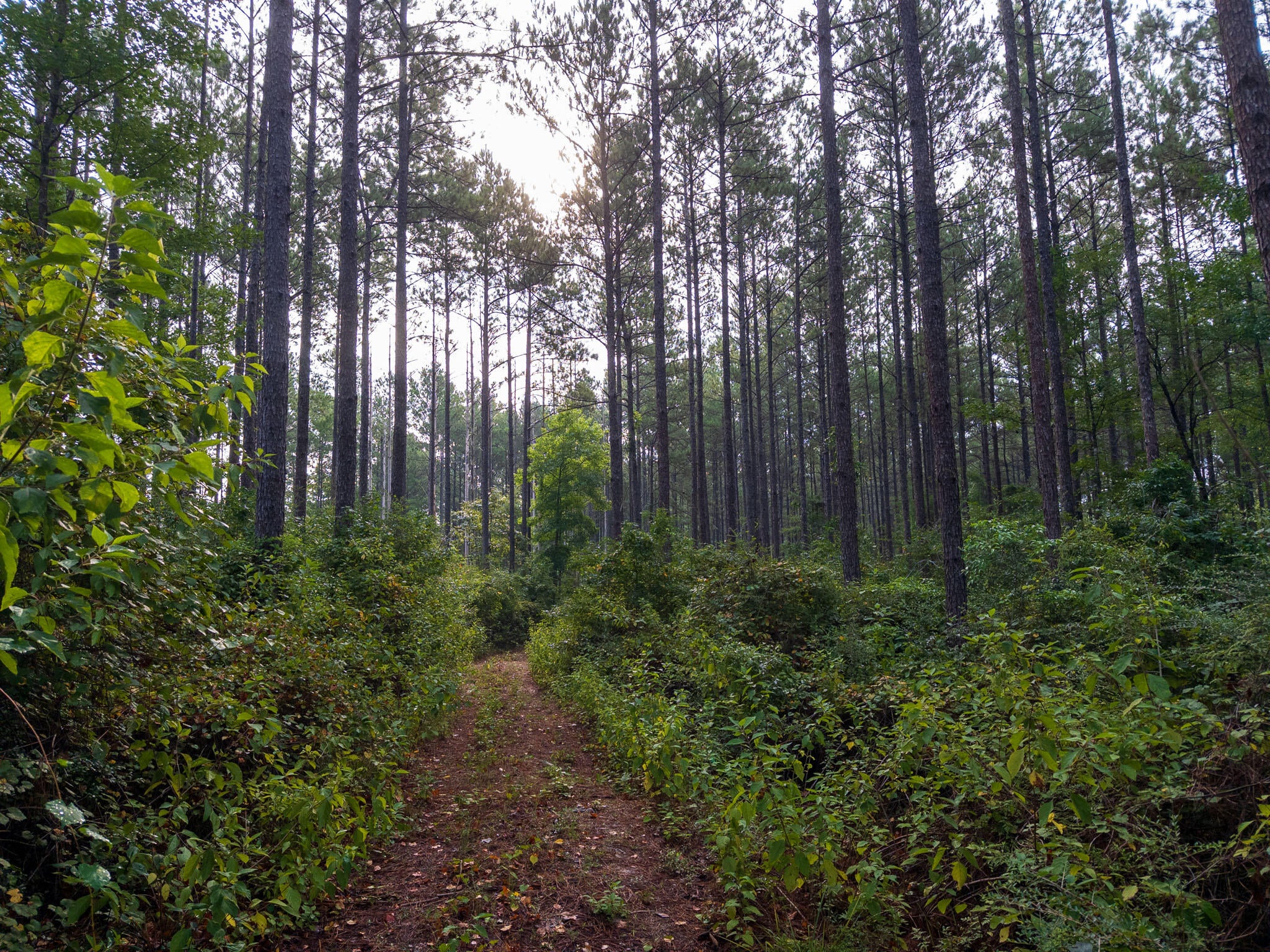 80-ac Arthur Lowe Road Lumberton, MS 39455 - Photo 14 of 18 Gallery Image 14