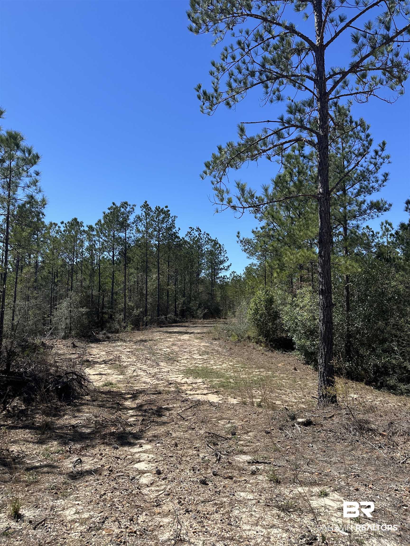 8557 County Road 34 Millry, AL 36558 - Photo 34 of 36 View of local wilderness