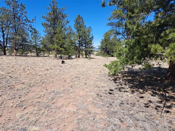 a view of yard with trees