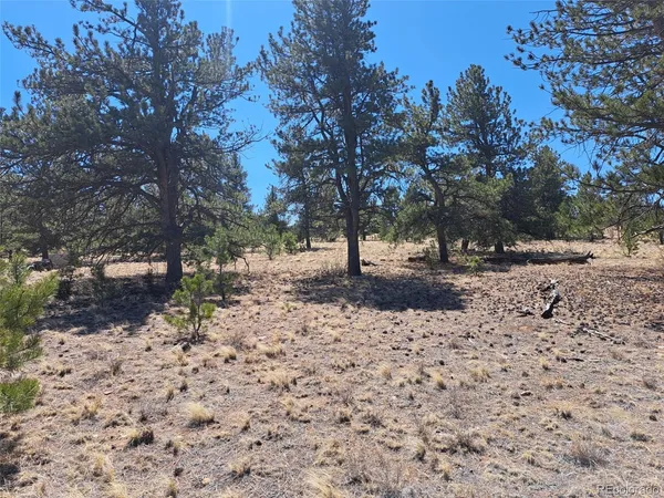 a view of dirt yard with a tree