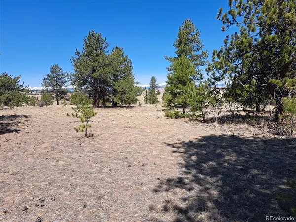 a view of a dirt yard with a tree
