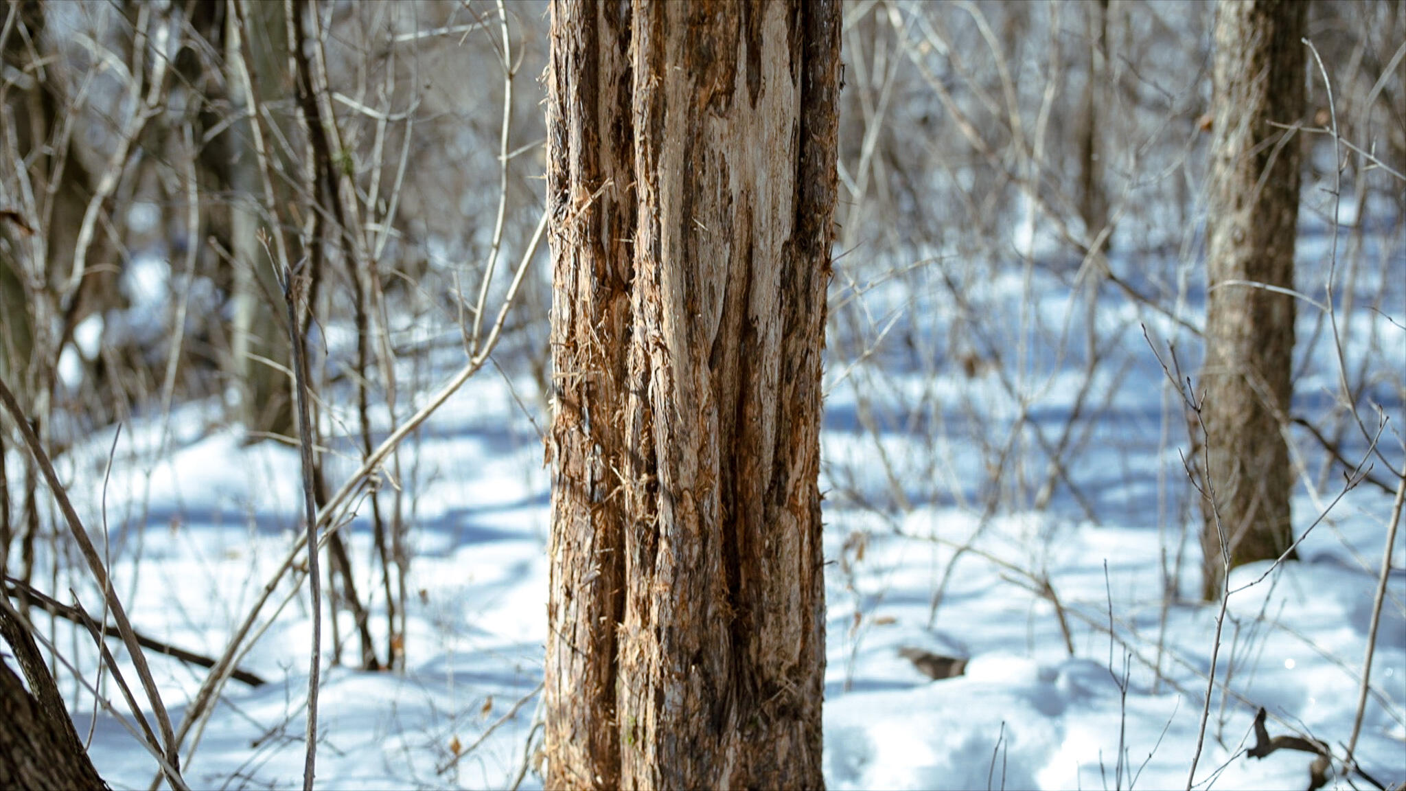 0 Cth Xx Viroqua, WI 54665 - Photo 7 of 20 Thomas Video 6