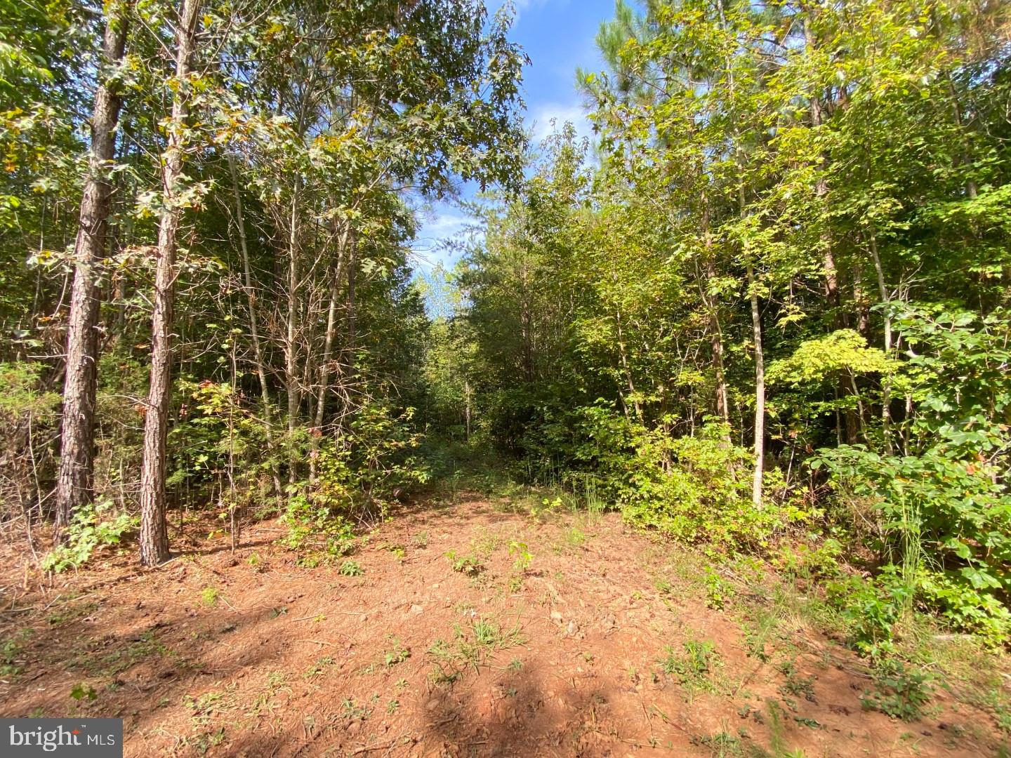 684 Squirrel Hollow Road Alberta, VA 23821 - Photo 41 of 43 Serene woodland path beckons exploration.