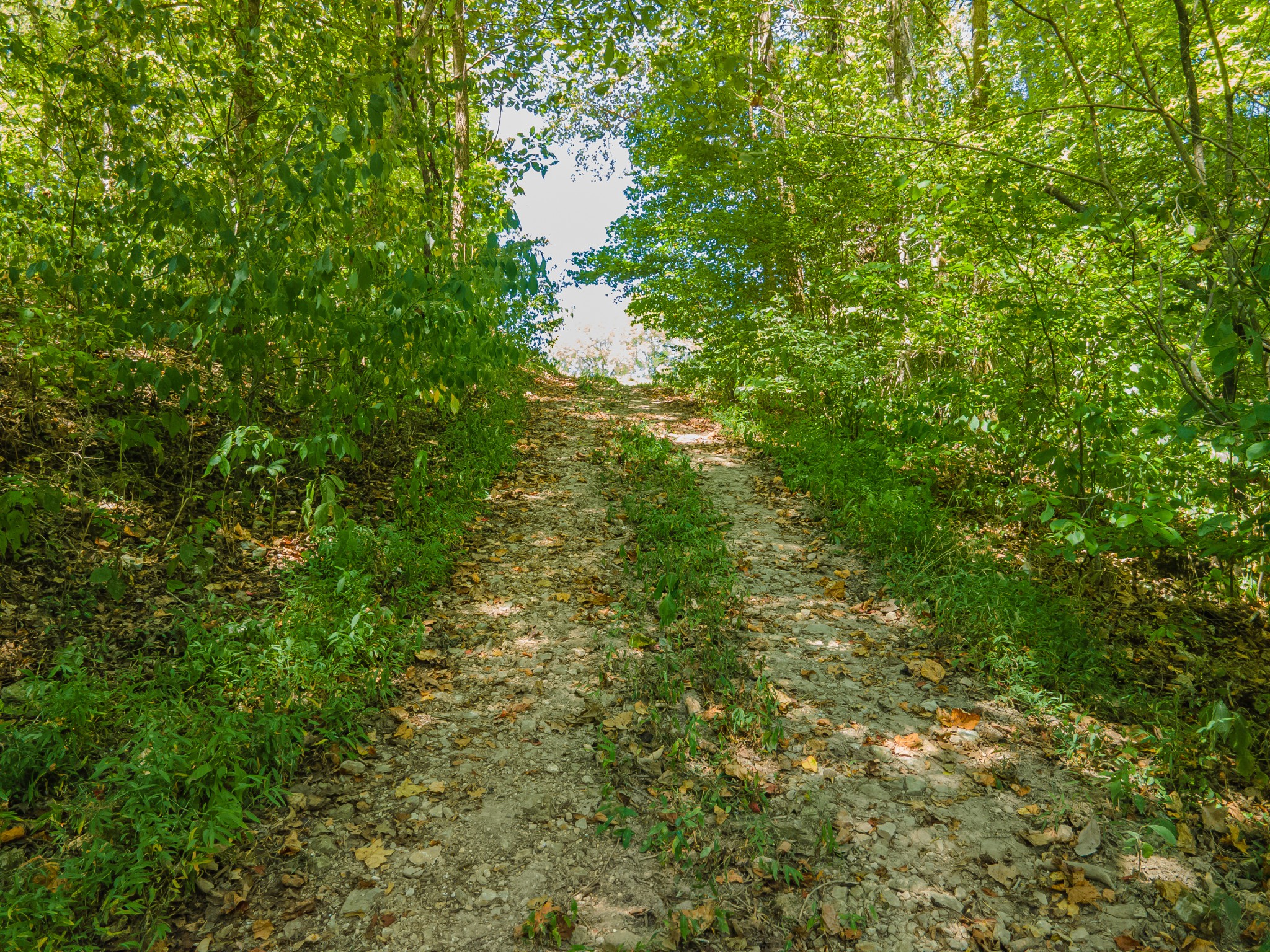 4283 Turkey Creek Road Williamsport, TN 38487 - Photo 13 of 13 a view of a lush green forest with large trees