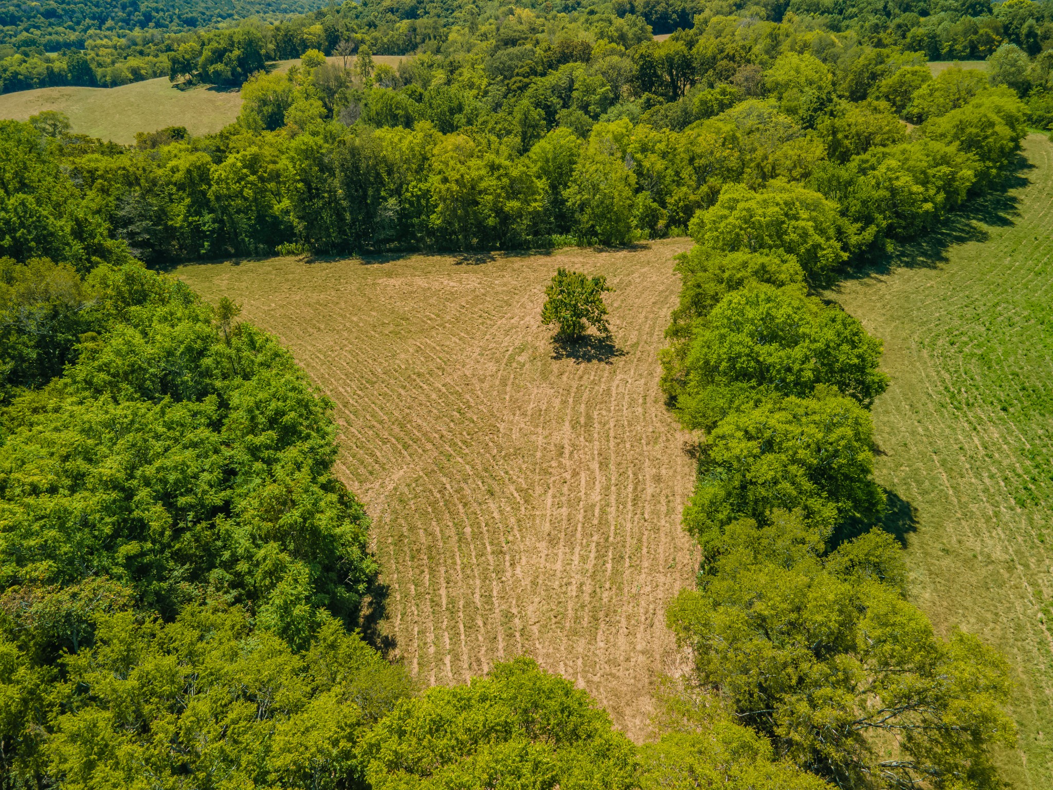 4283 Turkey Creek Road Williamsport, TN 38487 - Photo 3 of 13 a view of a yard with plants and large trees