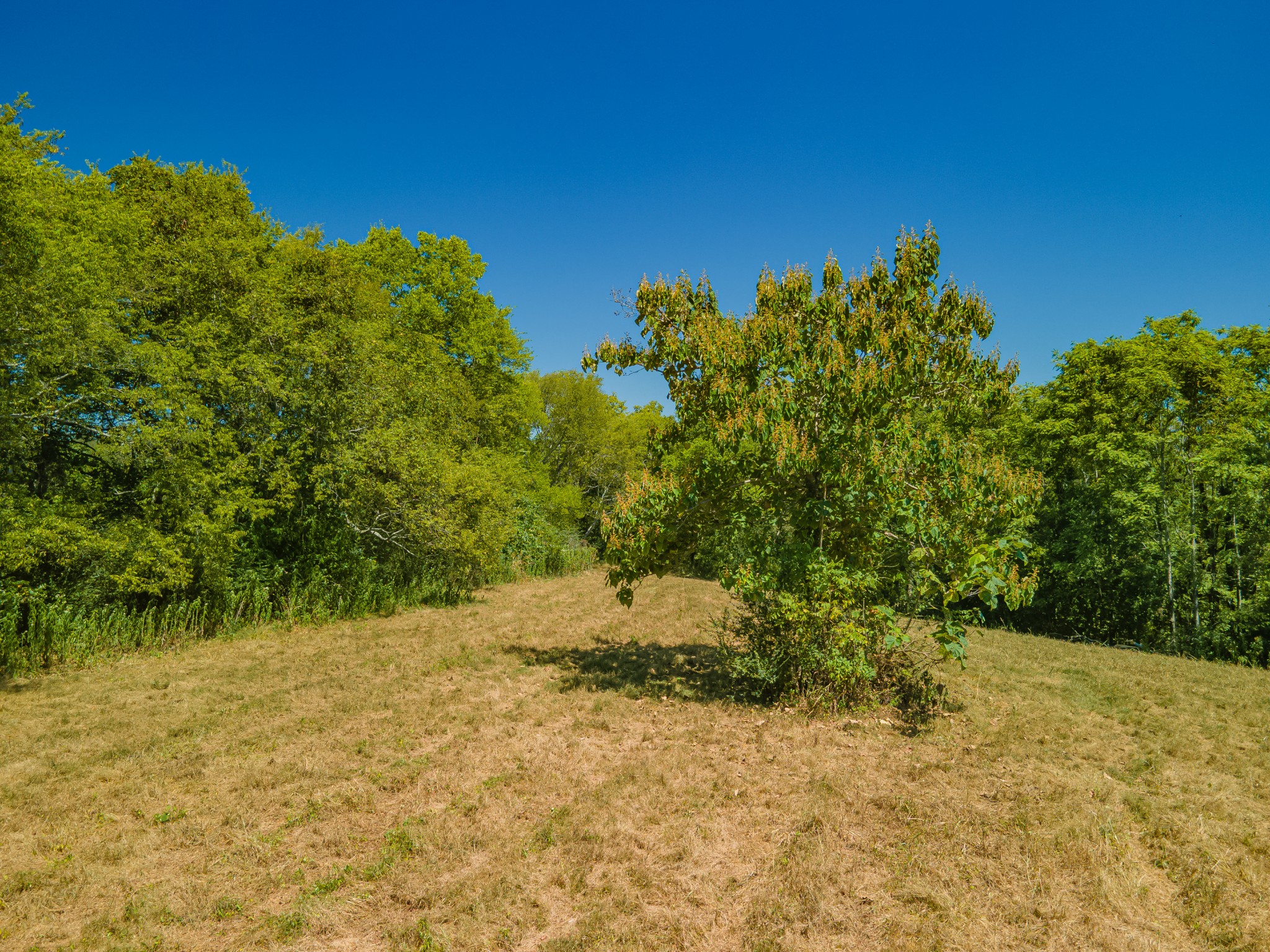 4283 Turkey Creek Road Williamsport, TN 38487 - Photo 7 of 13 a view of a yard