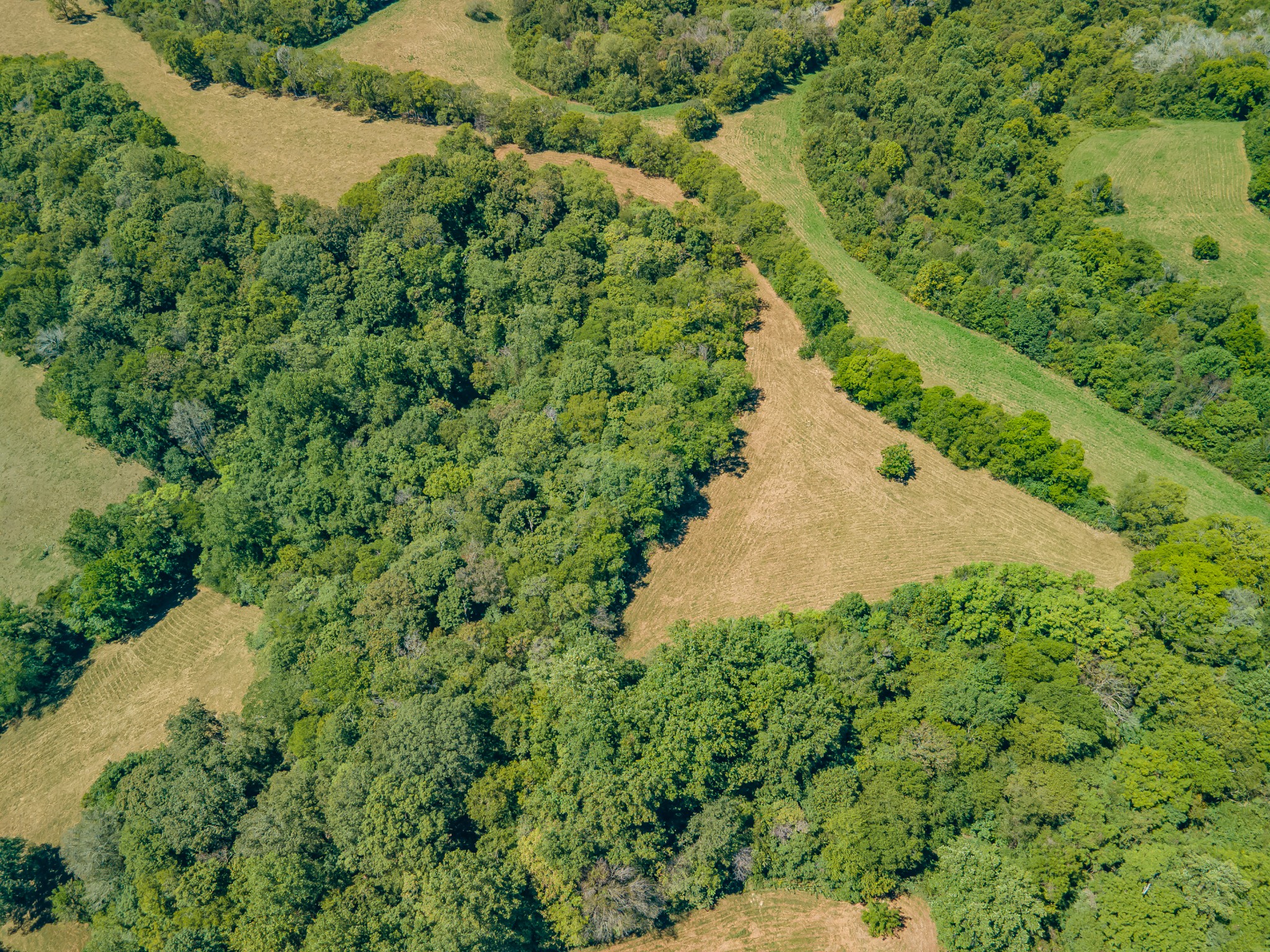 4283 Turkey Creek Road Williamsport, TN 38487 - Photo 10 of 13 a view of a garden with a tree