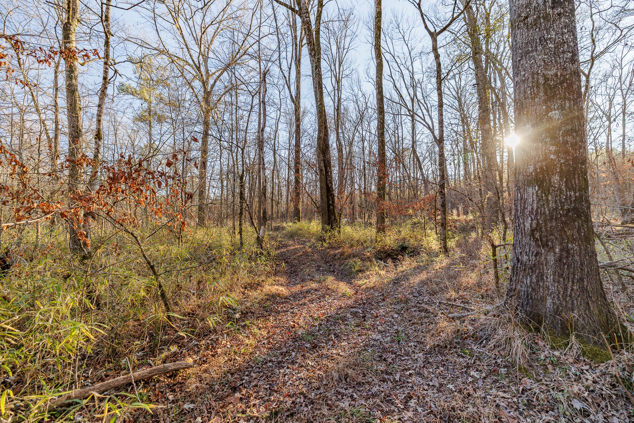 8548 Elberton Road Tignall, GA 30668 - Photo 25 of 50 a view of backyard with tree