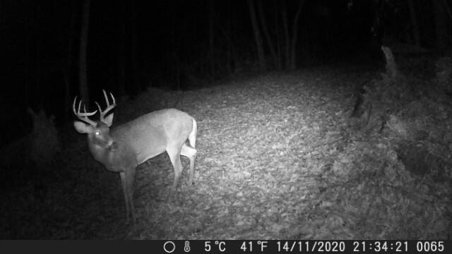 14218 Little Cola Road Rockbridge, OH 43149 - Photo 29 of 31 Buck_2