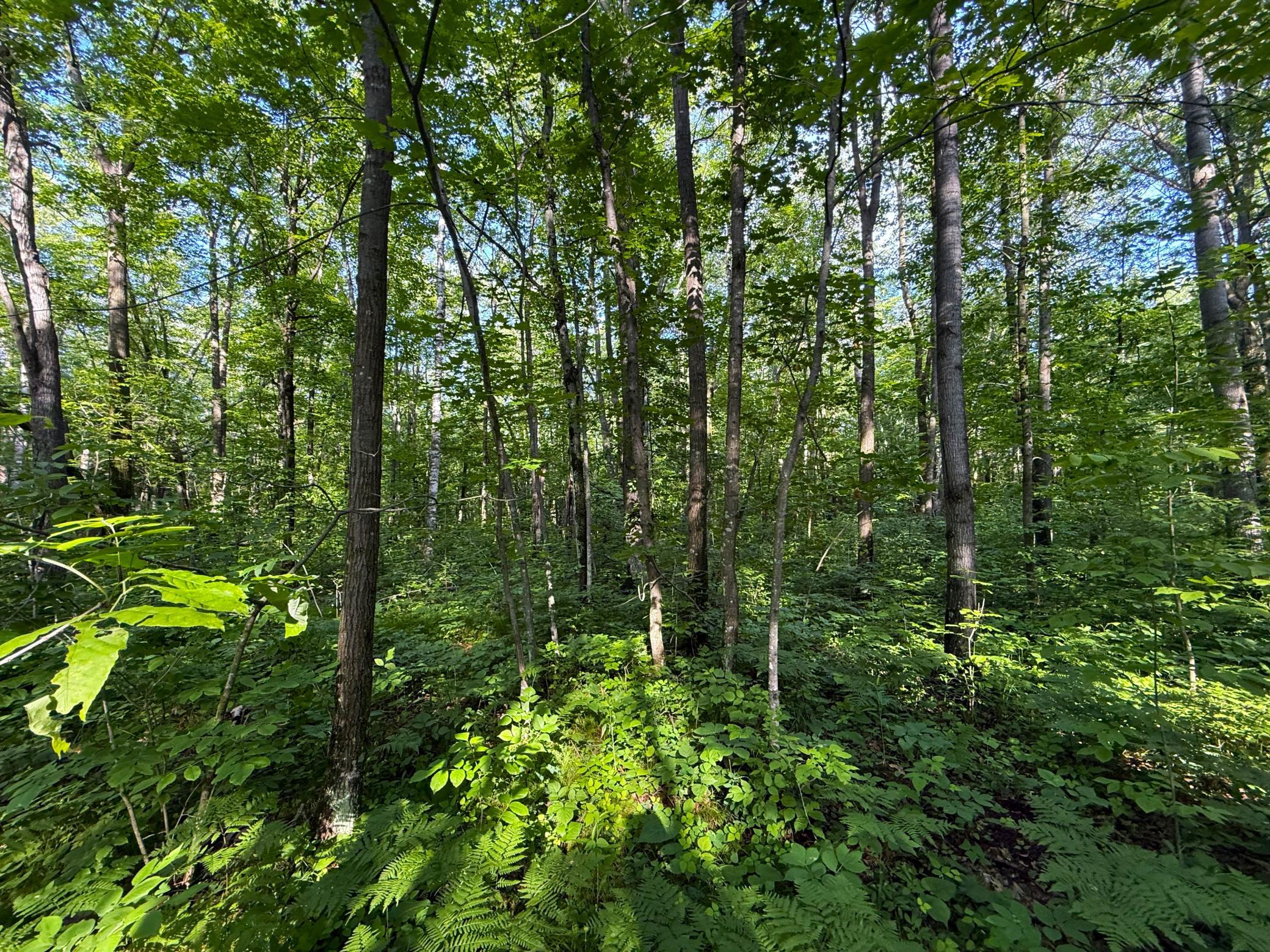 Xxx McGrew Road Isle, MN 56342 - Photo 49 of 92