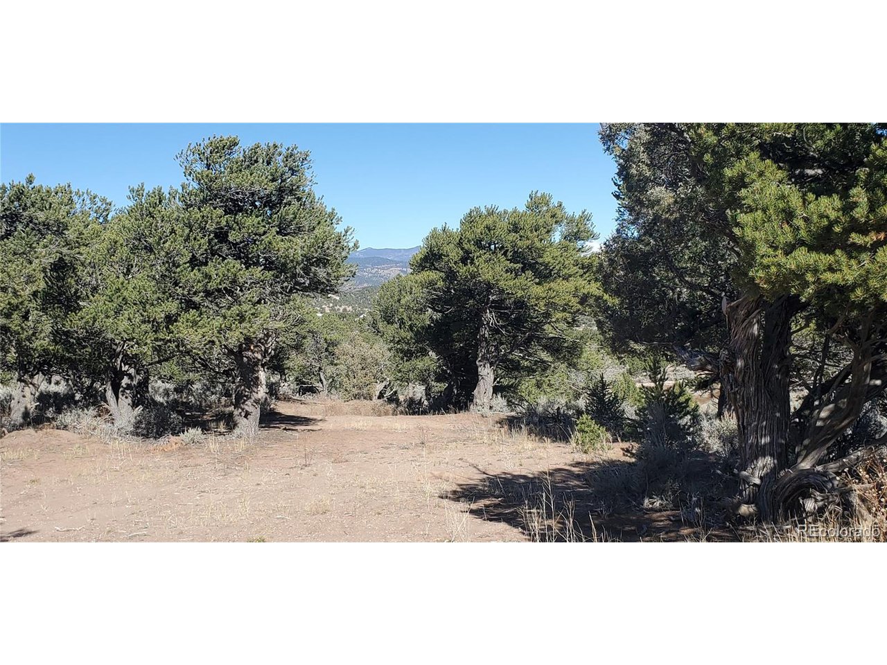 7356 Bidwell Road Fort Garland, CO 81133 - Photo 20 of 23 a view of a dry yard with a tree