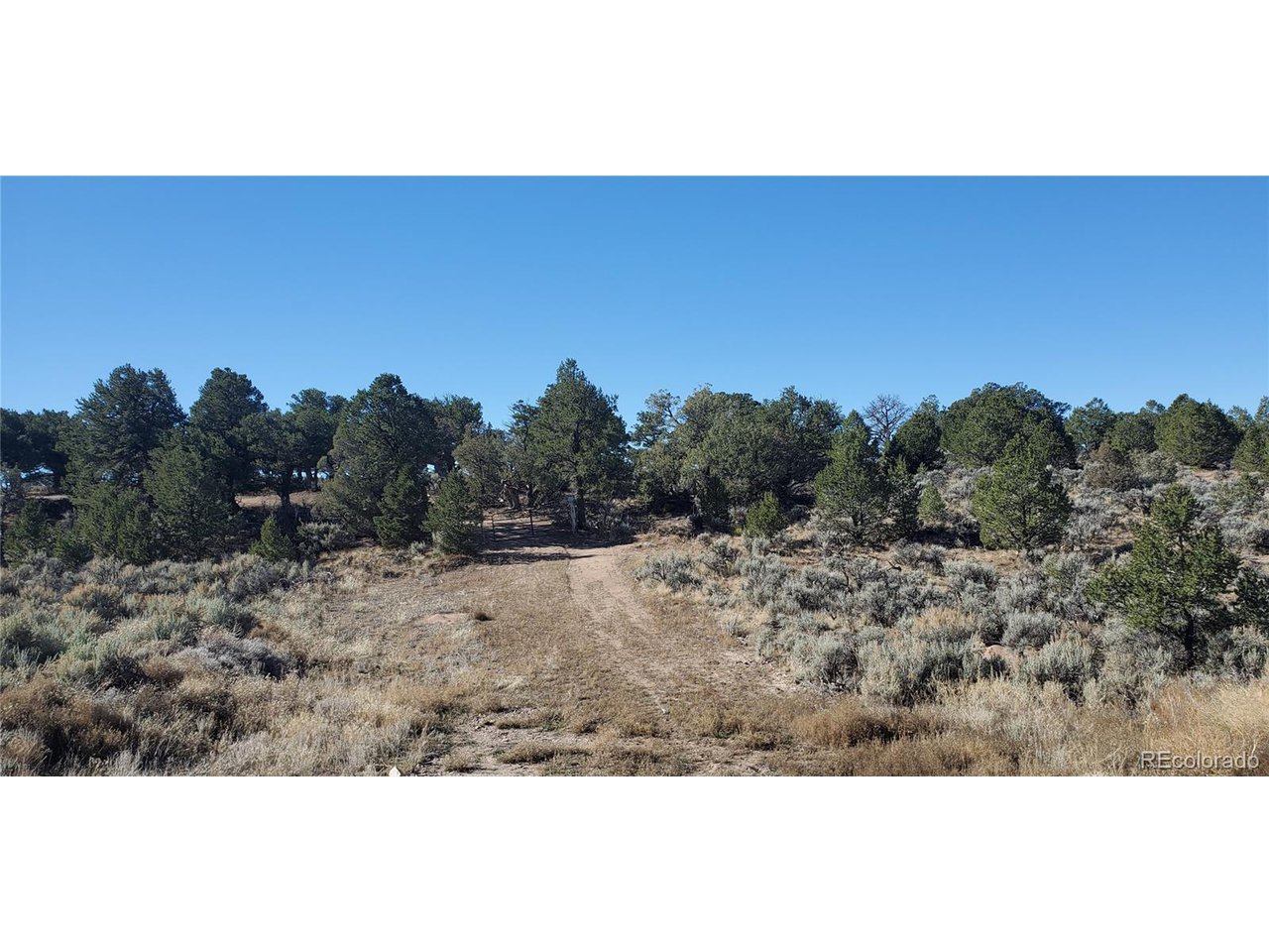 7356 Bidwell Road Fort Garland, CO 81133 - Photo 6 of 23 a view of a dry yard with trees
