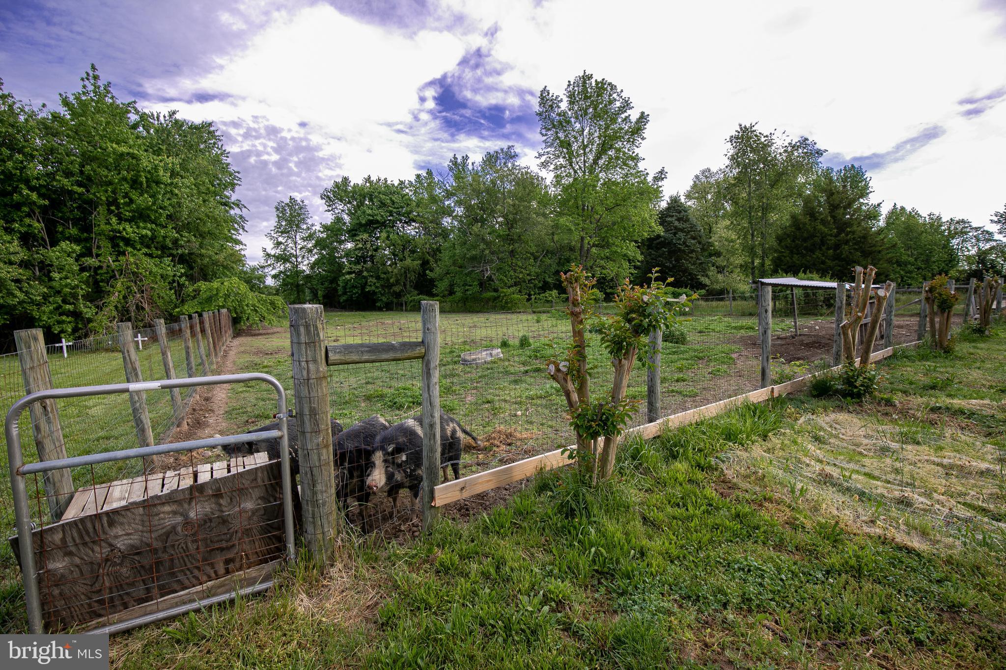 4915 Bicknell Road Marbury, MD 20658 - Photo 24 of 30 Yes there are 3 pigs that are negotiable