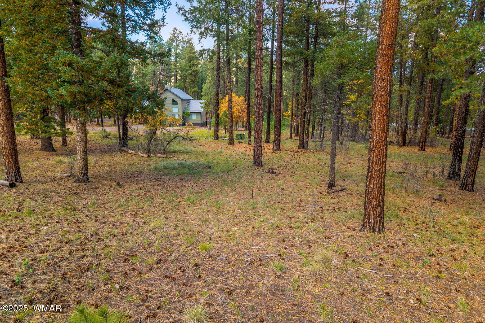 7 2190th Alpine, AZ 85920 - Photo 6 of 16 a view of a yard with a tree