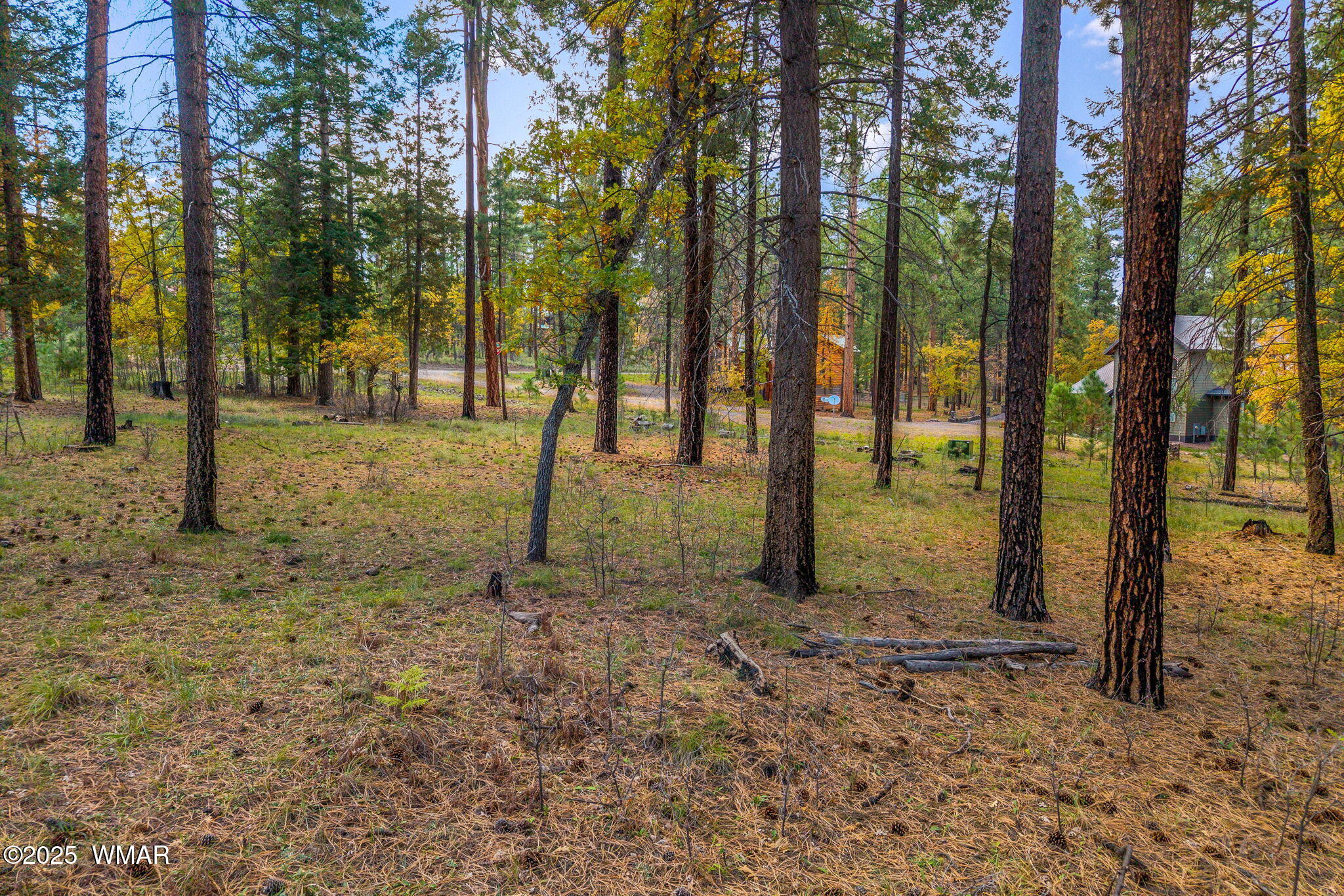 7 2190th Alpine, AZ 85920 - Photo 7 of 16 a view of a tree in the forest